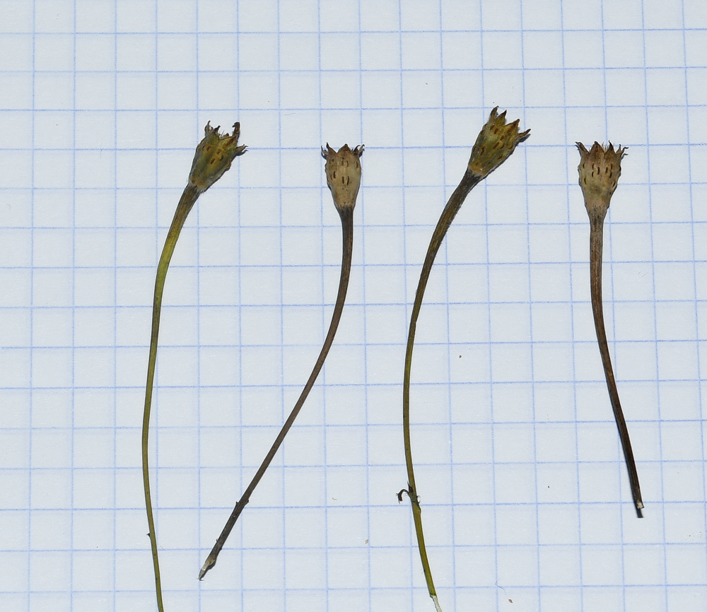 Image of Tagetes lemmonii specimen.