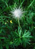 Pulsatilla patens. Верхушка побега с плодом. Республика Алтай, Чемальский р-н, низкогорный сосновый лес. 20.06.2010.