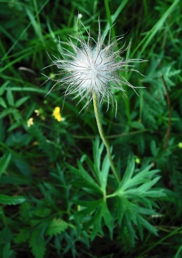 Image of Pulsatilla patens specimen.