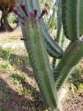 genus Cereus