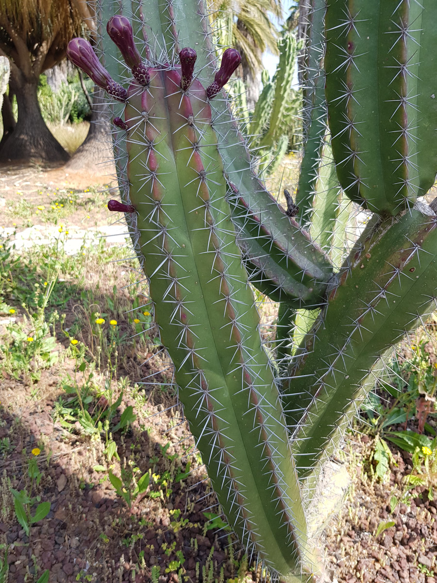 Изображение особи род Cereus.