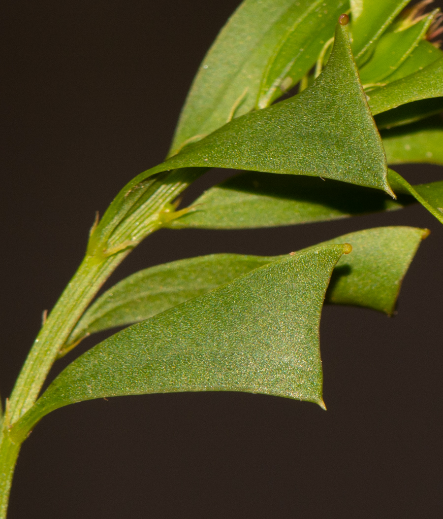 Изображение особи Acacia truncata.