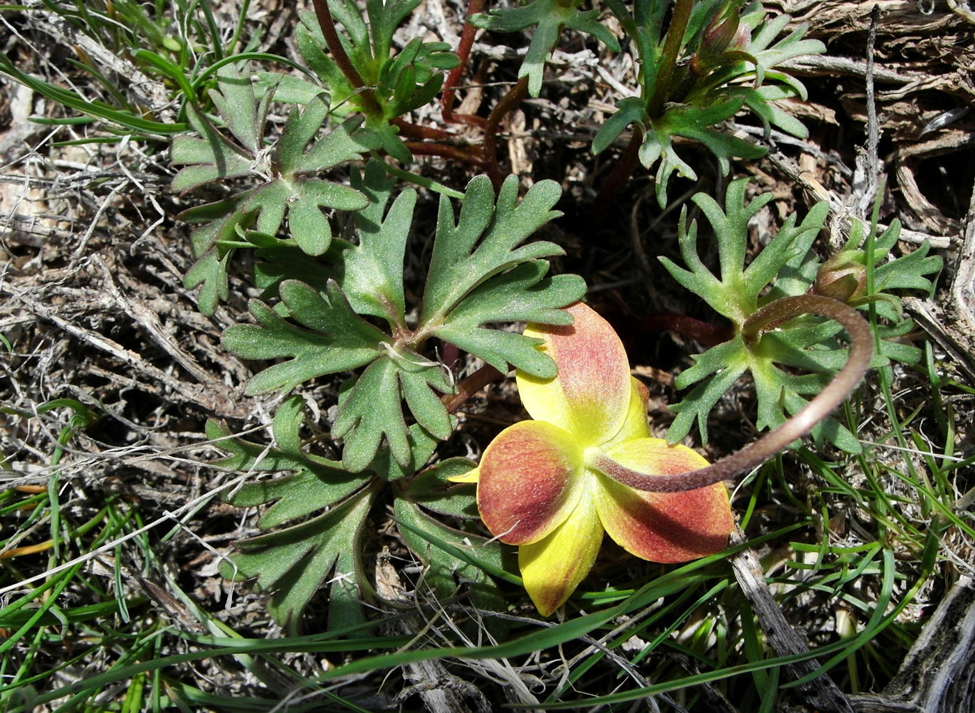 Image of Anemone gortschakowii specimen.