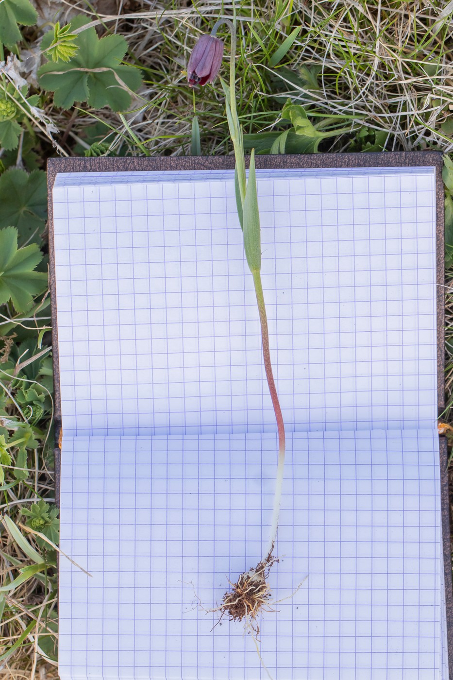 Image of genus Fritillaria specimen.