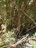 Artemisia aralensis. Основания побегов. Казахстан, Актюбинская обл., зимовка Таскора (по топооснове 200k - L40-05). 4 июля 2010 г.