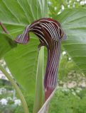 Arisaema franchetianum