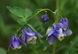 Aquilegia sibirica