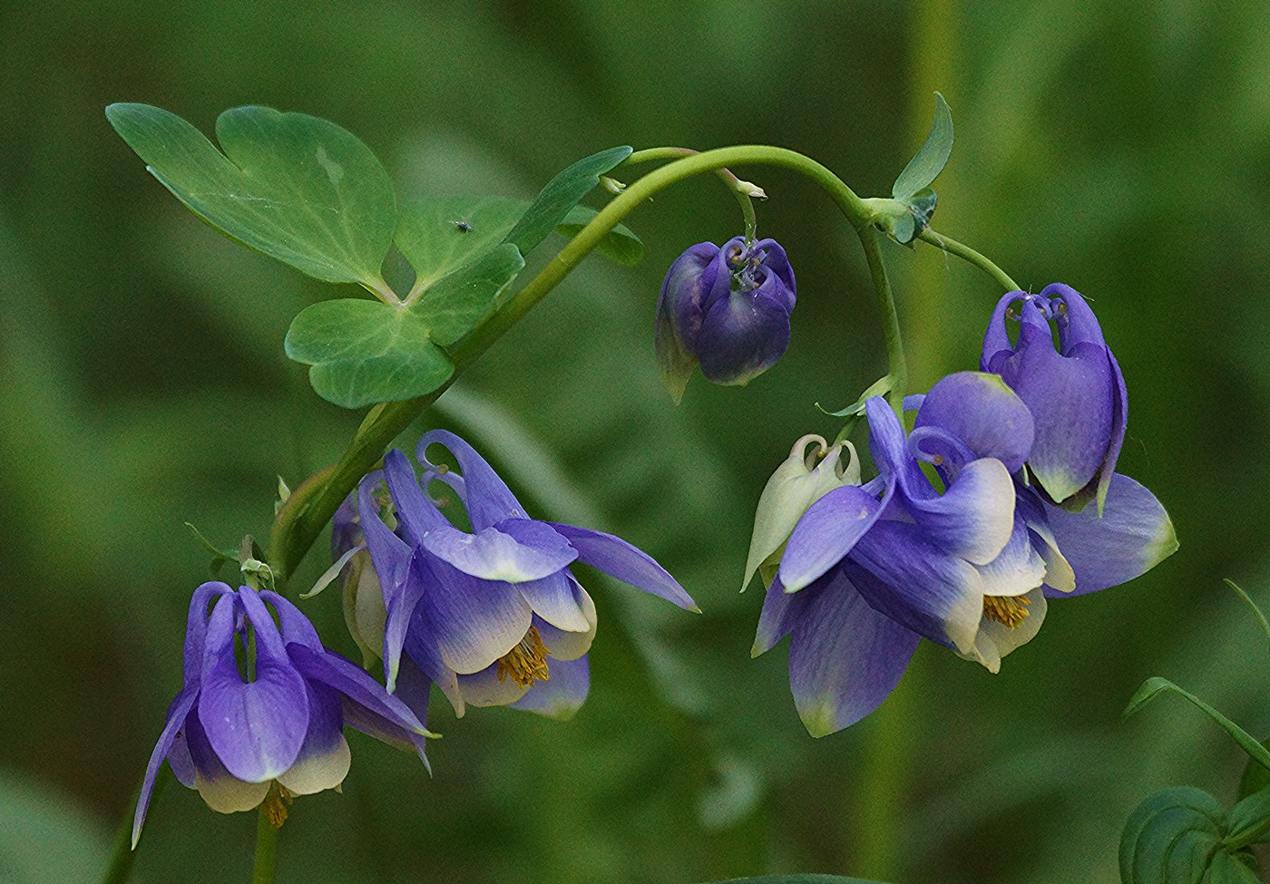 Изображение особи Aquilegia sibirica.