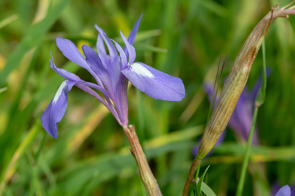 Изображение особи Moraea sisyrinchium.