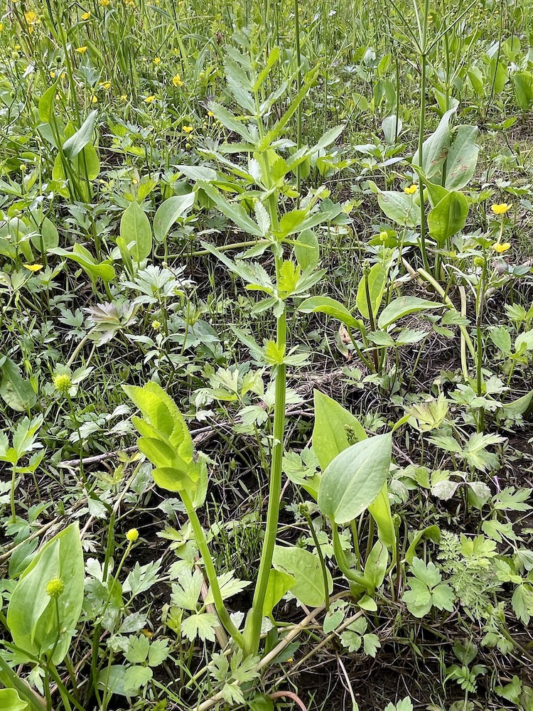 Изображение особи Sium latifolium.