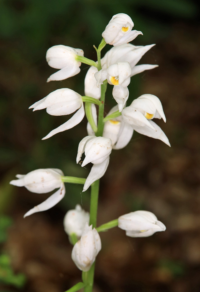 Изображение особи Cephalanthera longifolia.