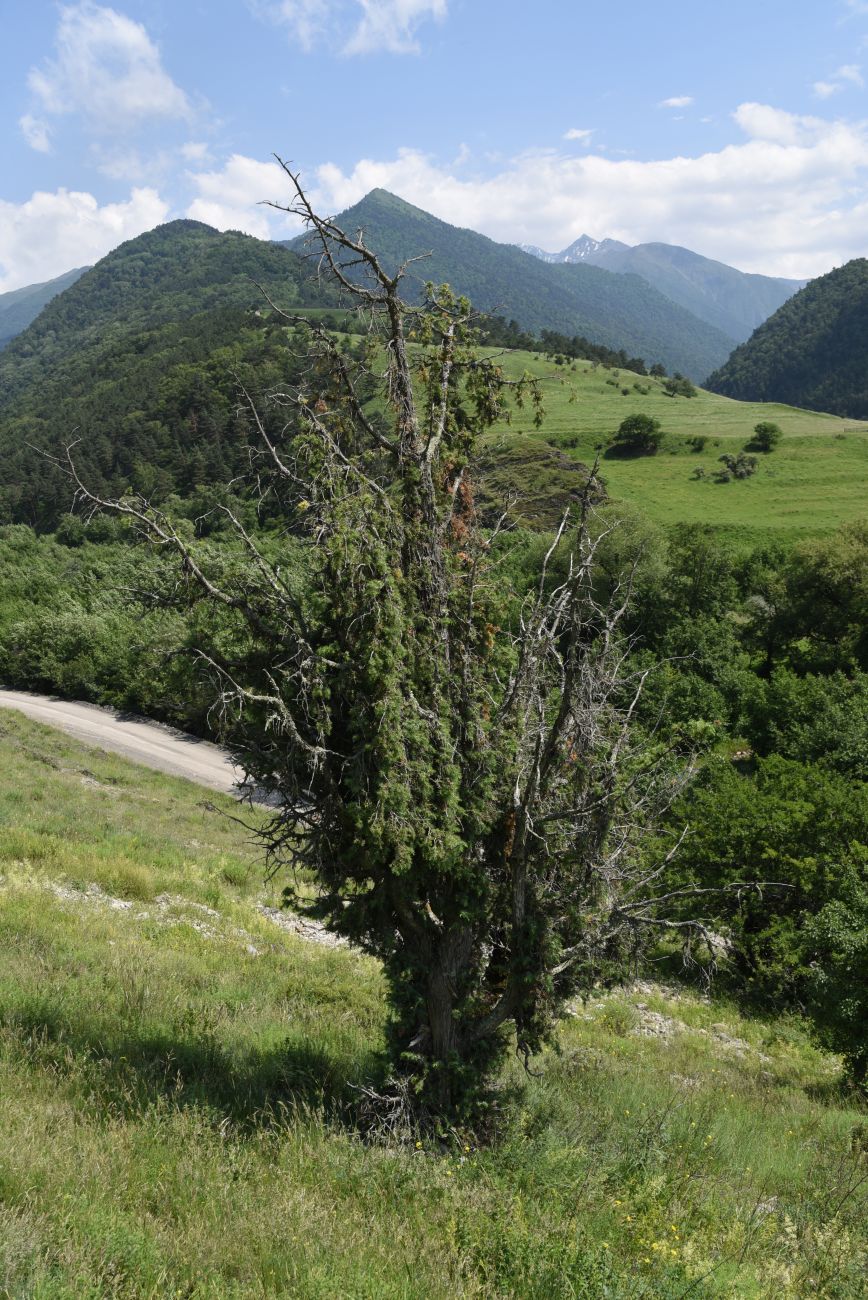 Image of Juniperus oblonga specimen.