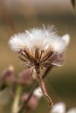 Crepis rhoeadifolia. Соплодие. Ростовская обл., Мясниковский р-н, окр. села Несветай, каменистая степь. 16.07.2022.