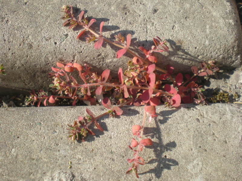 Изображение особи Euphorbia maculata.