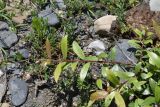 genus Salix. Ветвь. Республика Ингушетия, Джейрахский р-н, окр. ур. Таргим, правый берег р. Асса в 350 м от башен Таргим выше по течению. 21 июня 2022 г.