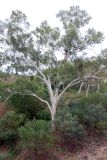 genus Eucalyptus. Вегетирующее растение. Австралия, штат Северная Территория, национальный парк \"Judbarra\". 12.12.2010.