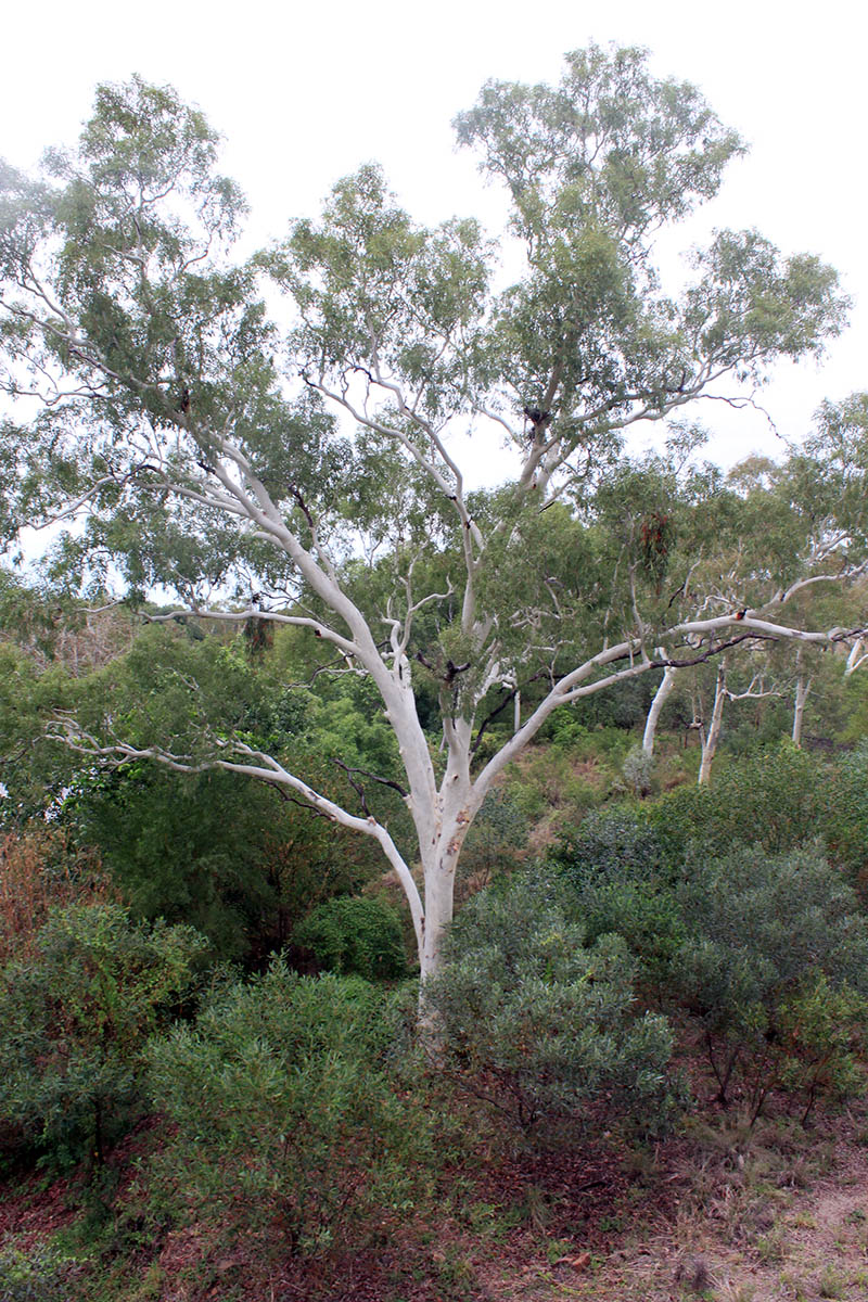 Image of genus Eucalyptus specimen.