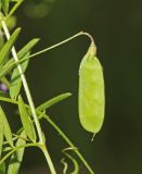 Vicia tetrasperma