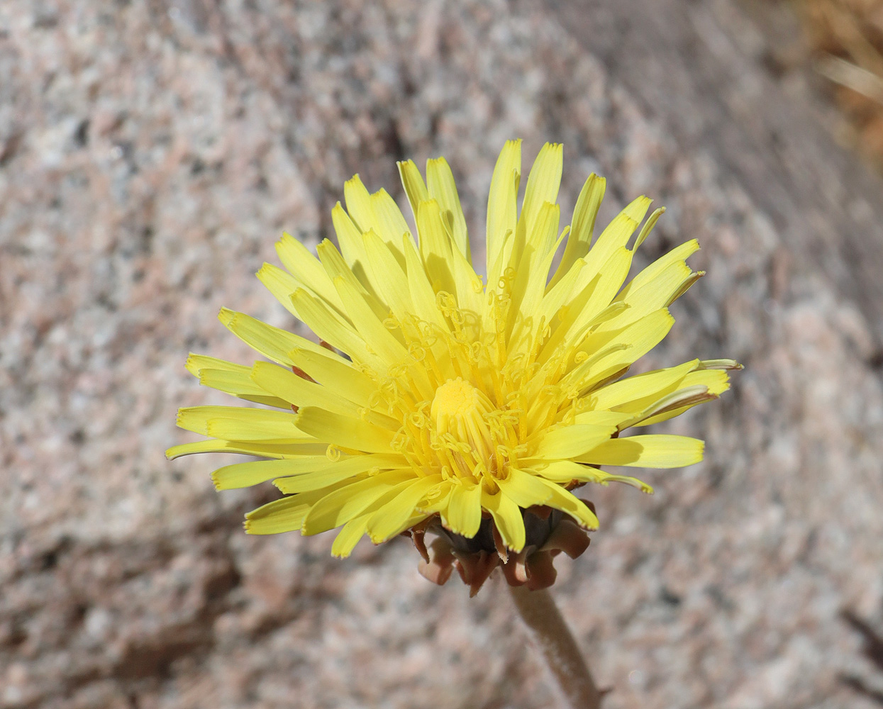 Изображение особи Taraxacum turcomanicum.
