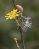 Chondrilla juncea