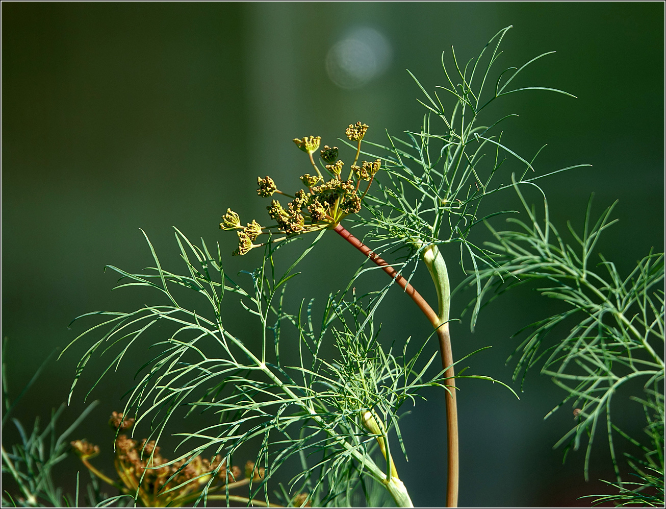 Изображение особи Anethum graveolens.