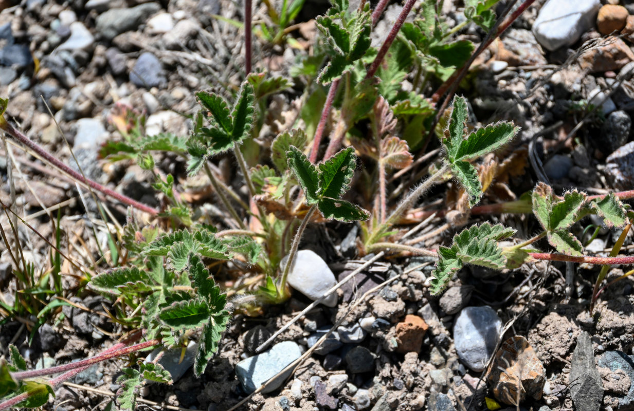 Изображение особи Potentilla nivea.