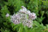 Eupatorium cannabinum. Соцветие. Республика Татарстан, г. Набережные Челны, Центральный р-н, парк «Прибрежный», у ивняка около р. Кама. 11.08.2022.