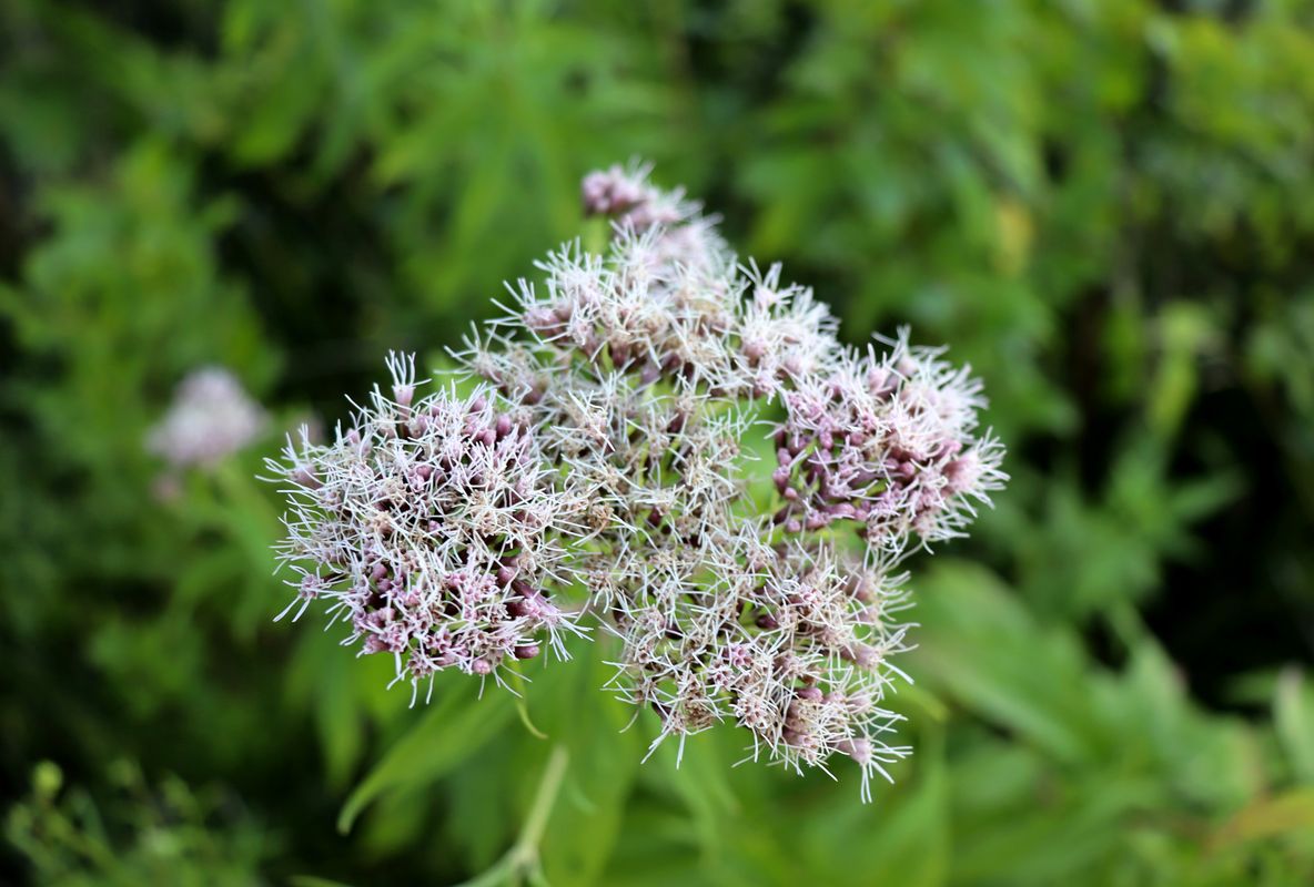 Изображение особи Eupatorium cannabinum.