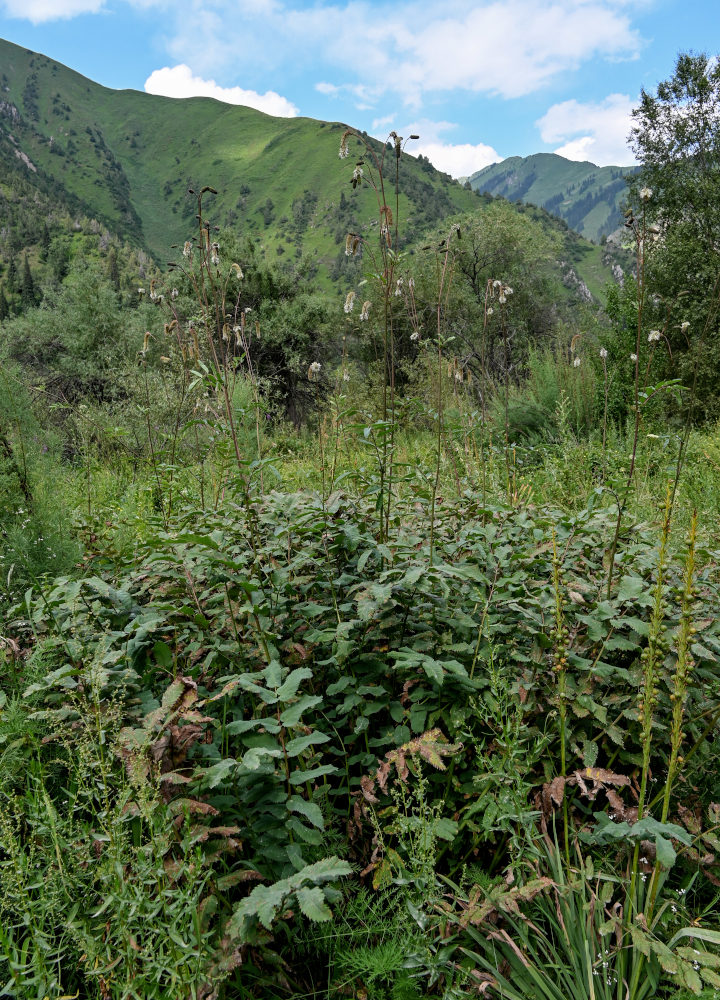 Image of Sanguisorba alpina specimen.