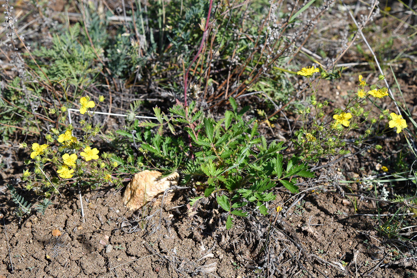 Image of genus Potentilla specimen.