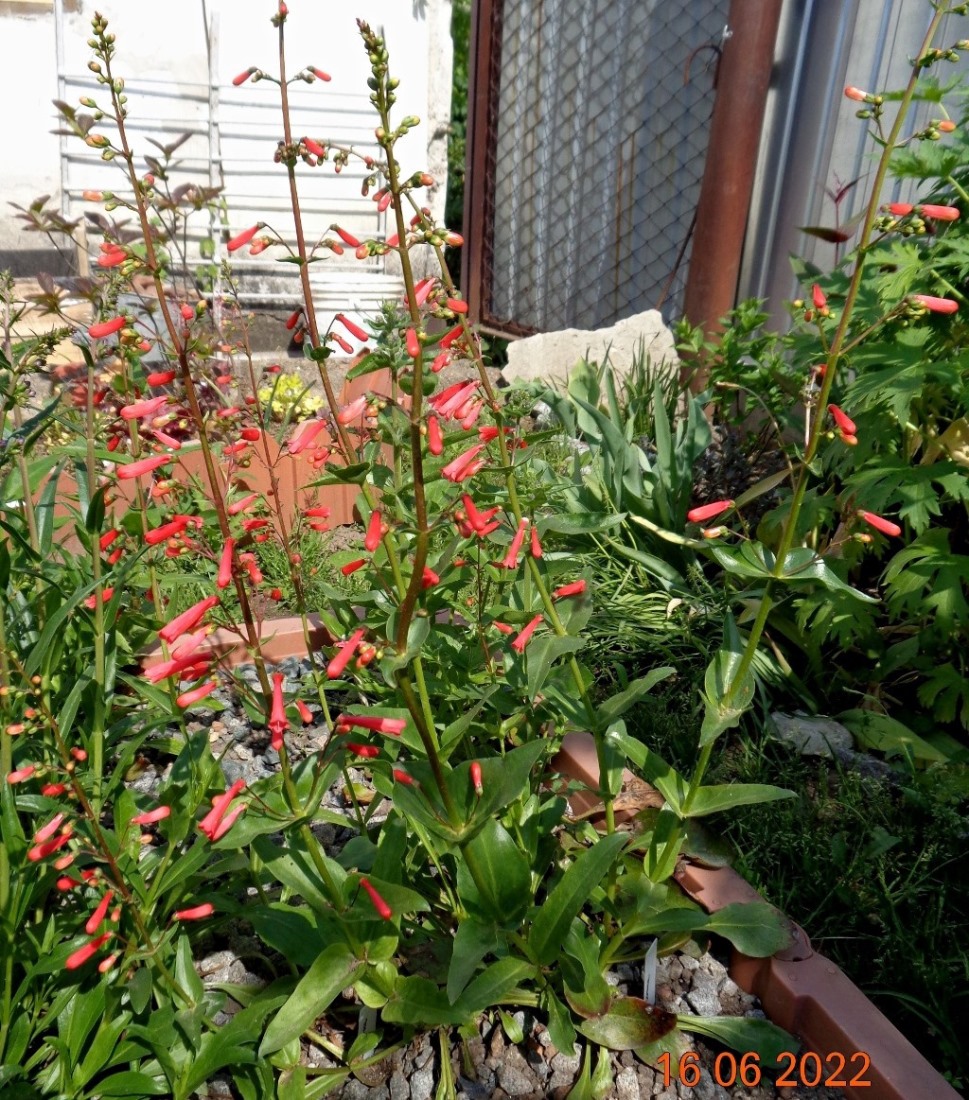 Image of Penstemon eatonii specimen.