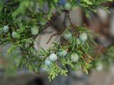 Juniperus sabina. Веточка с незрелыми шишкоягодами. Алтай, Чулышманское нагорье, долина р. Чульча. 27.07.2010.