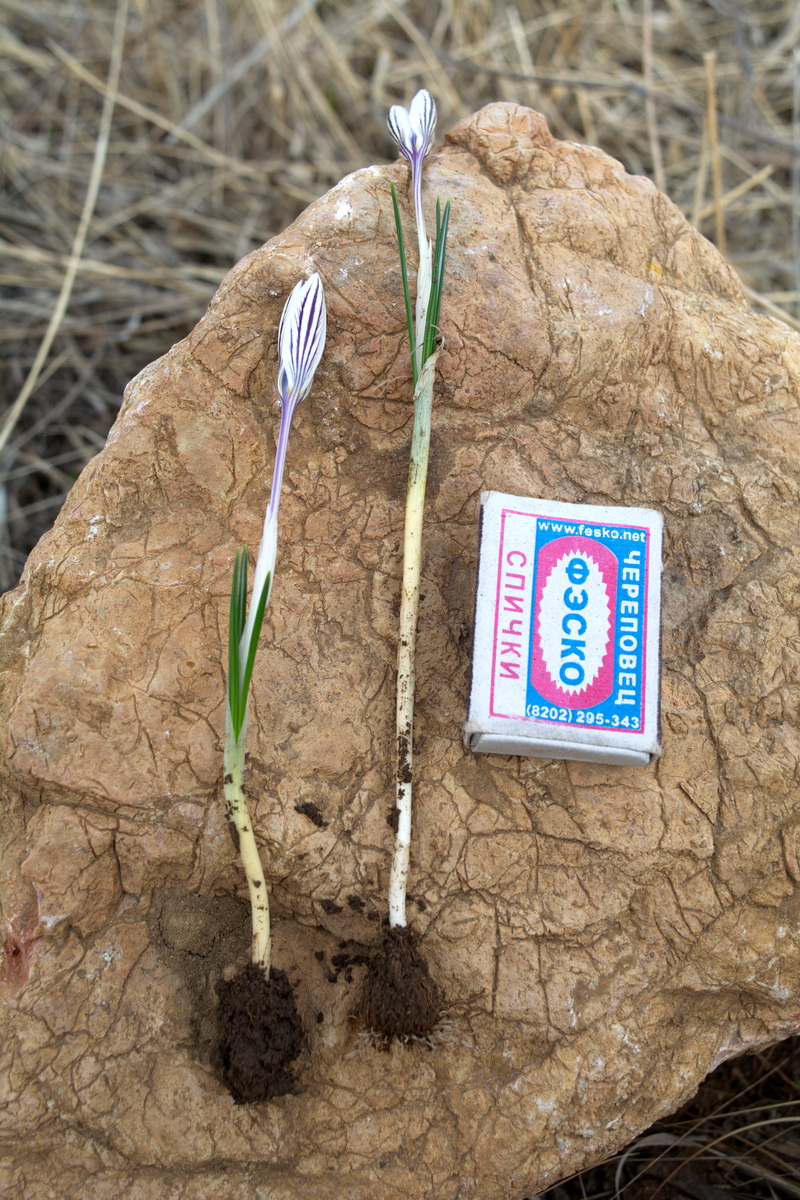 Изображение особи Crocus reticulatus.