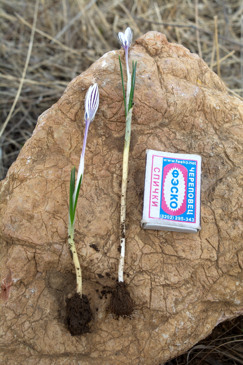 Image of Crocus reticulatus specimen.