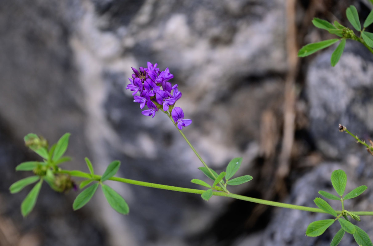 Изображение особи Medicago sativa.