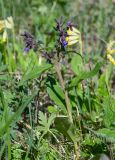 Pulmonaria mollis