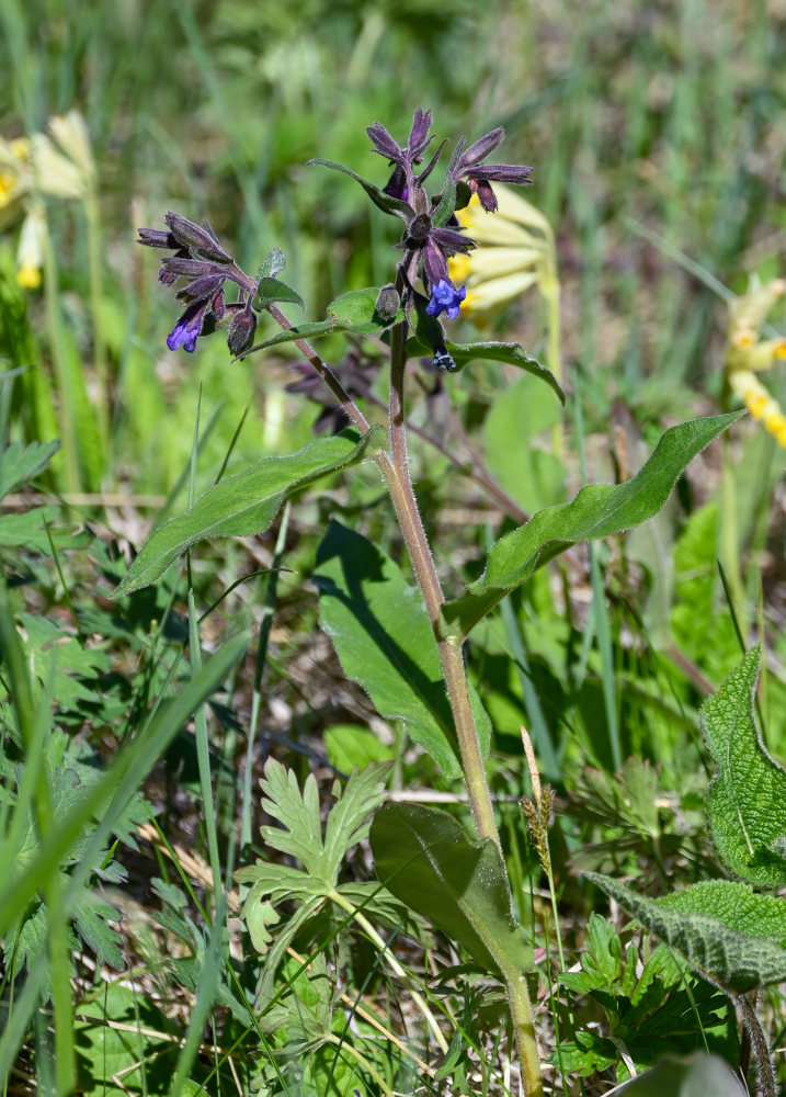 Изображение особи Pulmonaria mollis.