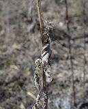 Image of taxon representative. Author is Игорь Павлов
