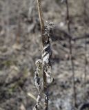 Cirsium vulgare