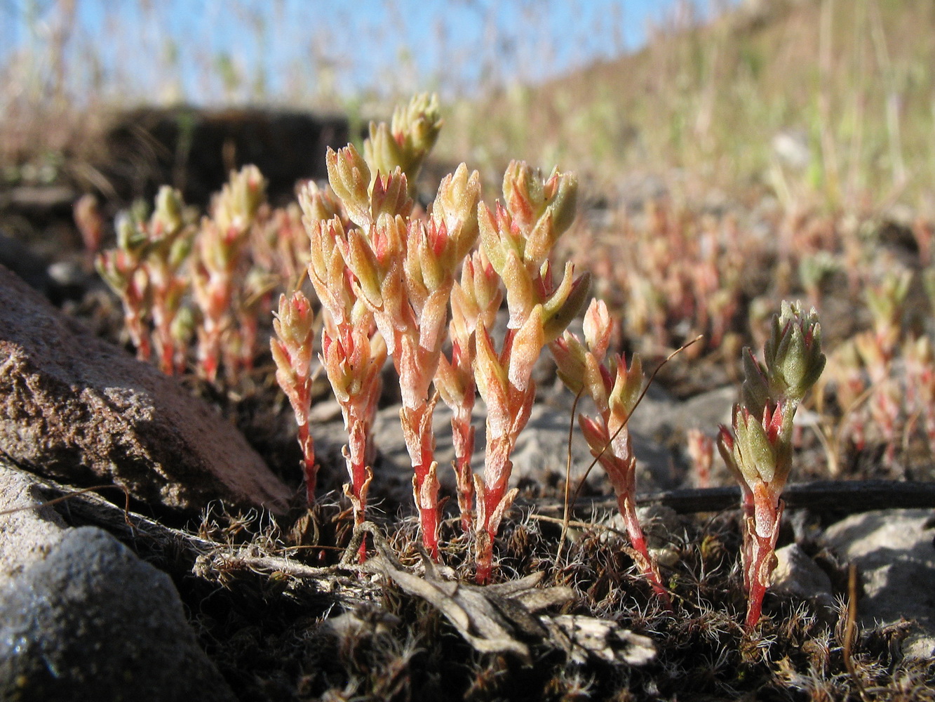 Изображение особи Macrosepalum tetramerum.