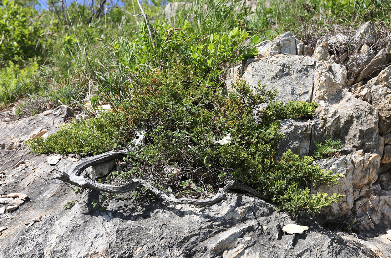 Изображение особи Juniperus davurica.