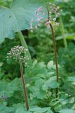 Darmera peltata