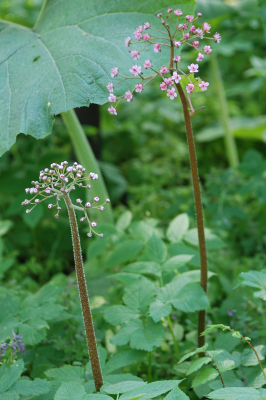 Изображение особи Darmera peltata.