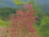 Cotinus coggygria