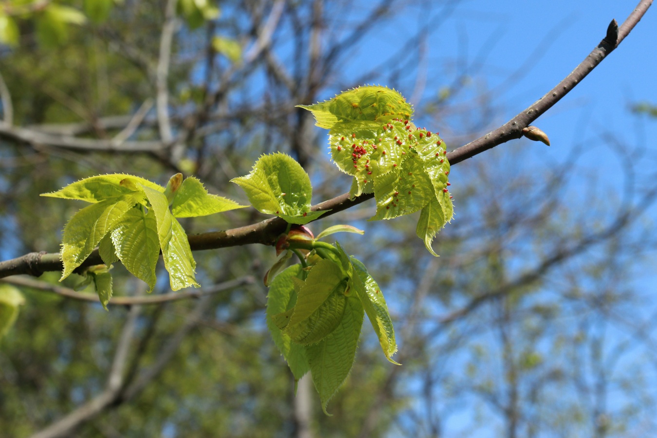 Image of Tilia americana specimen.