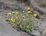 Senecio subdentatus. Цветущее растение. Узбекистан, Ферганская обл., Язъяванский р-н, Язъяванские пески, частично закреплённые дюны. 16 мая 2023 г.