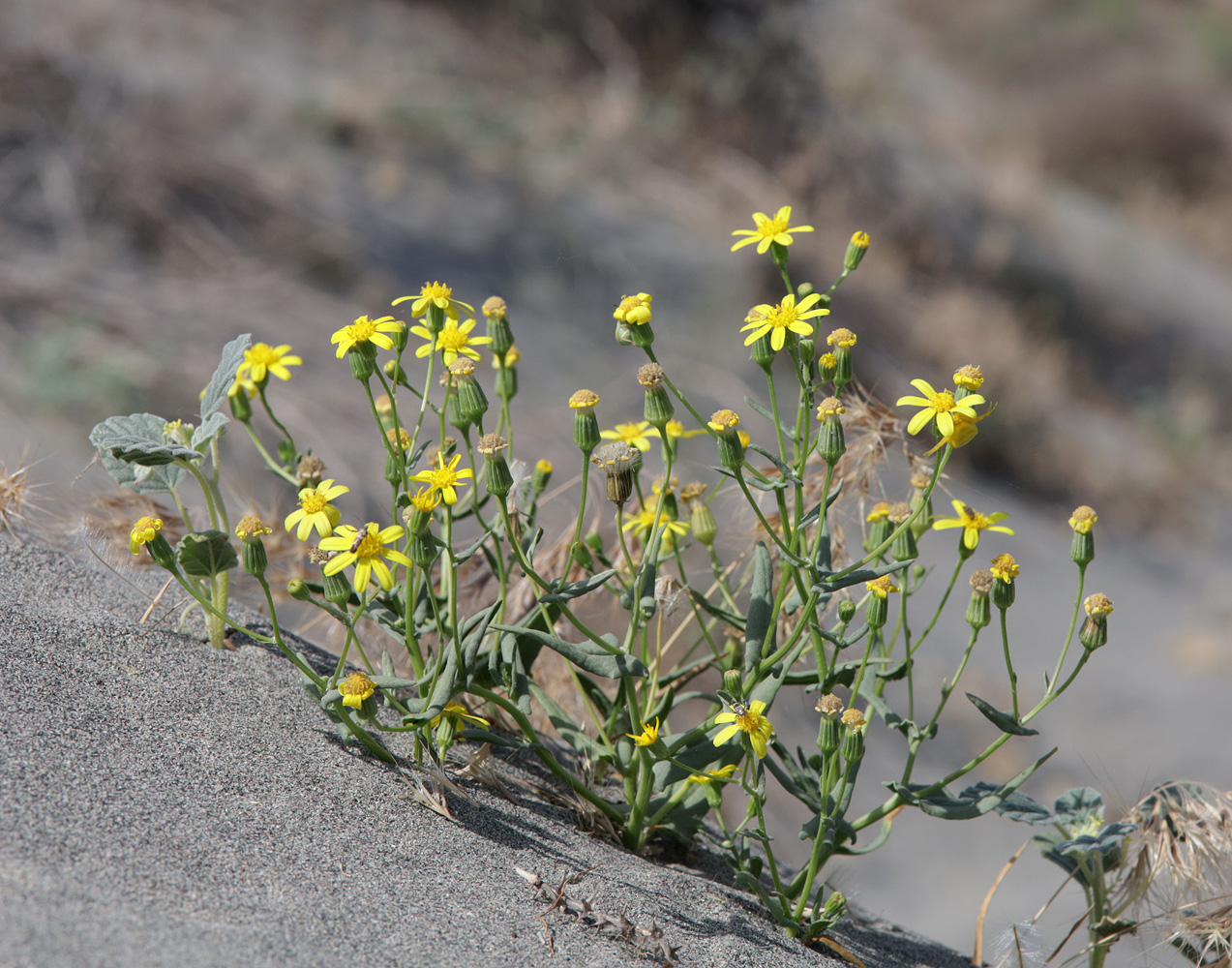 Image of Senecio subdentatus specimen.