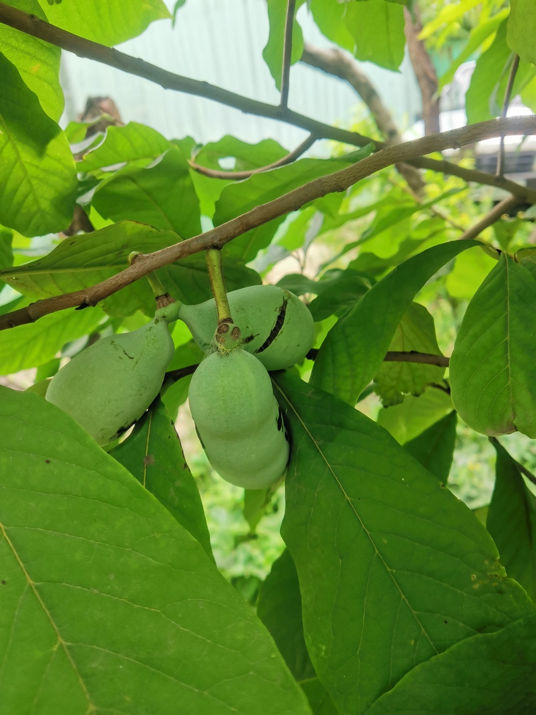 Image of Asimina triloba specimen.