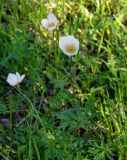 Anemone sylvestris