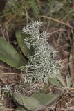 genus Artemisia